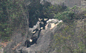 Languren in der Höhle