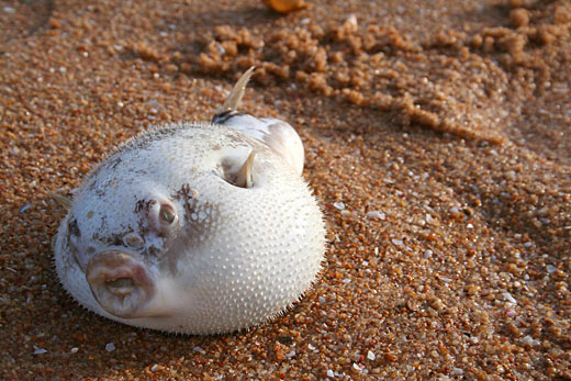 Kugelfisch Kugelfisch