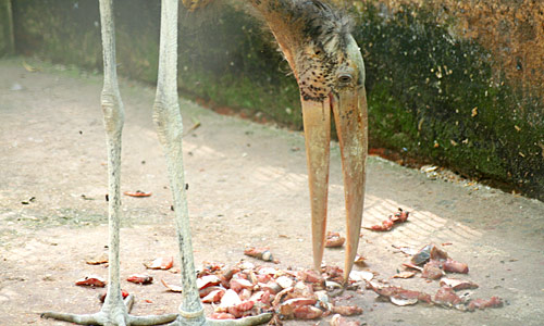 Asiatischer Marabu Asiatischer Marabu