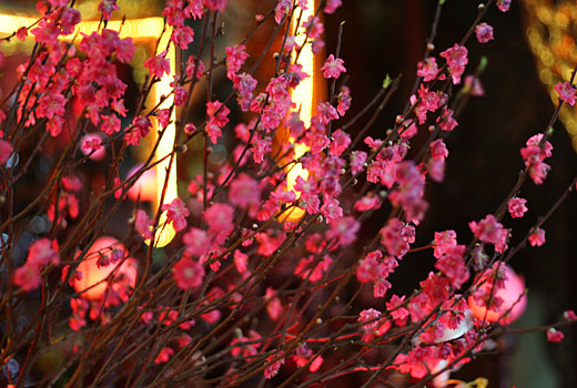 Pfirsichblüten in der Pagode Pfirsichblüten in der Pagode