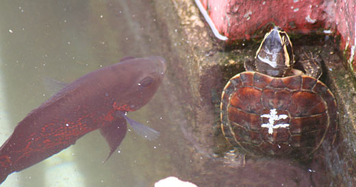 Schildkröte Schildkröte