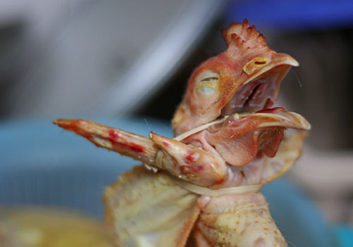 Festtags-Huhn
